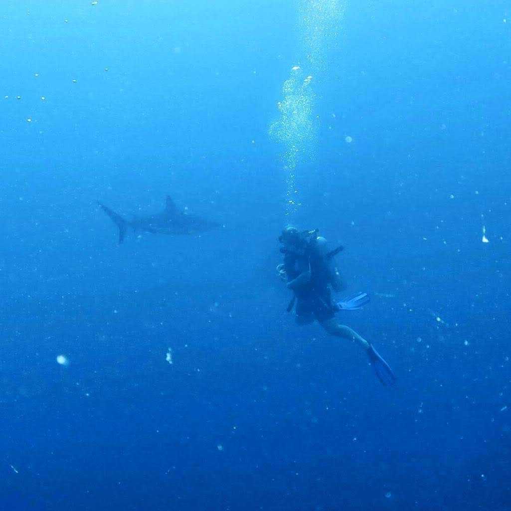 Amber Baurley scuba diving with sharks